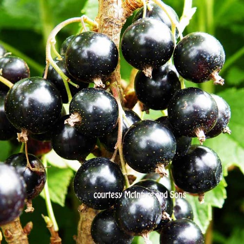 Black Currant Bush - Ben Lomond ribes nigrum | ScotPlants Direct